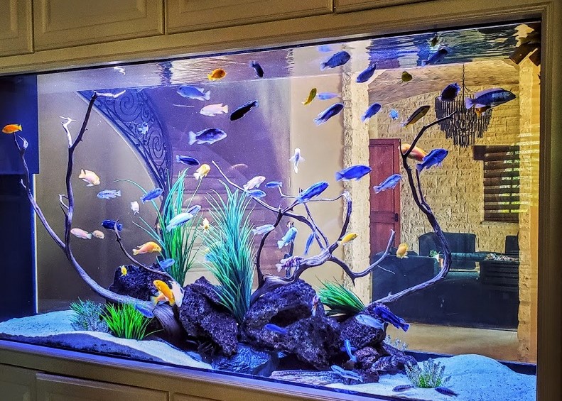 Aquarium Services & Maintenance for Home and Office
